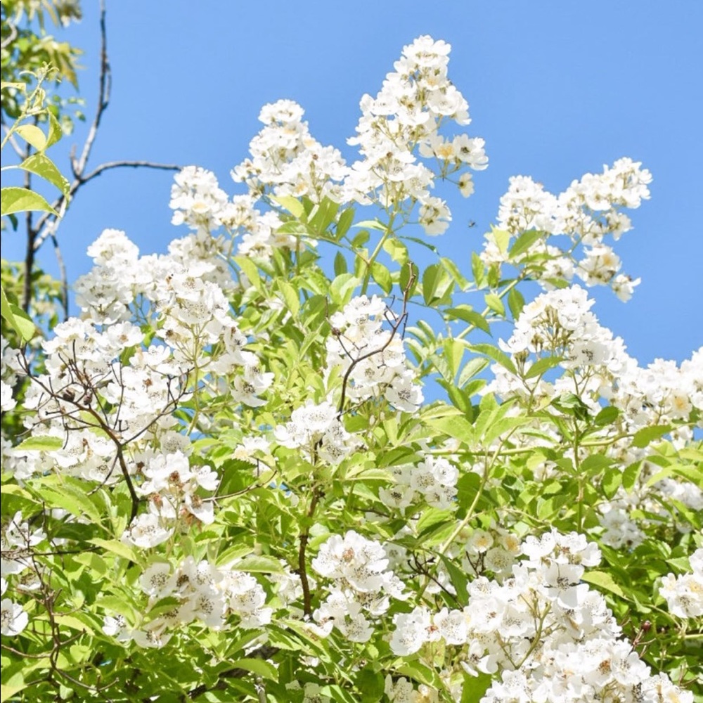 Meet your Posher, Abigail